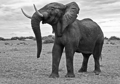 Elephant